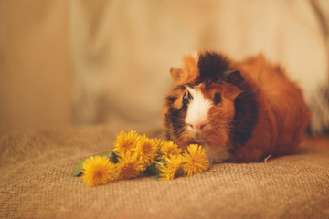 Guinea pig and yellow dandelions on a burlap texture background ,selected focus on guinea pig,noise texture effect