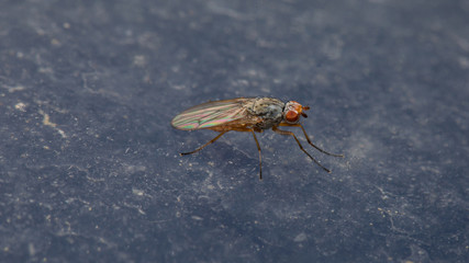 Kleine Fliege