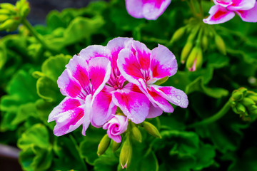white and purple pelargonium on a green background.