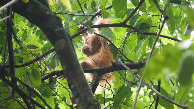 Cute wild baby orangutan playing alone in the treetops in Bukit Lawang, Sumatra, Indonesia