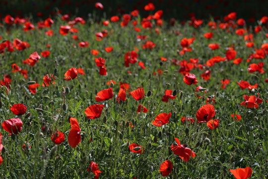View of poppy filed in summer countryside © leomalsam