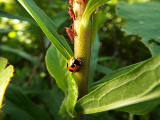 ナナホシテントウとアブラムシ aphid vs ladybug