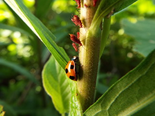 ナナホシテントウとアブラムシ aphid vs ladybug