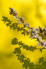 Blooming apple tree flower branches on the yellow background with shadows and copy space