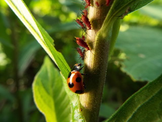 ナナホシテントウとアブラムシ aphid vs ladybug