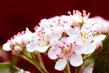 chokeberry blossoms in april garden