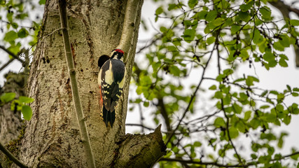 Woodpecker on the tree near the hollow with еру younglings
