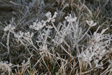 Frostbild