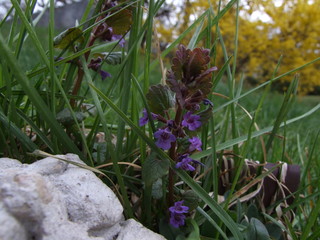 flowers in the garden