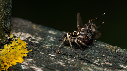 Springspinne fängt Fliege