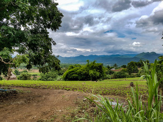 Fototapeta na wymiar Field seed growth trees mountain background hill houses dark sky clouds nature outside pai small village grass thailand