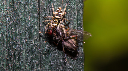 Springspinne fängt Fliege