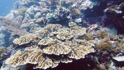 Coral garden seascape and underwater world. Colorful tropical coral reefs. Life coral reef. Leyte, Philippines.