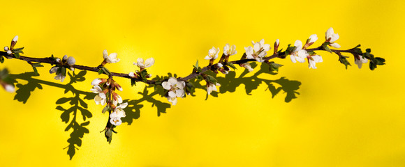 Blooming apple tree flower branch on the yellow background with shadows and copy space