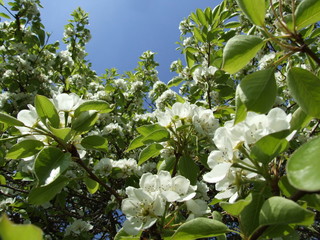 blossoming pear tree