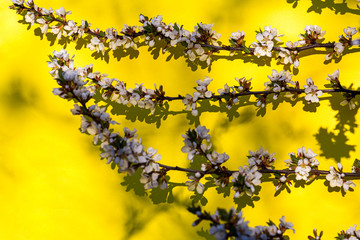 Blooming apple tree flower branches on the yellow background with shadows and copy space