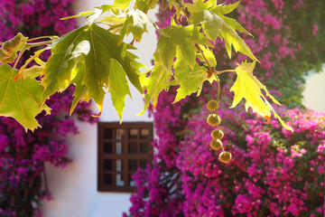 Idyllic mediterranean house in beautiful bougainvillea flowers. Traditional village on sunset, Platanus orientalis or Sycamore