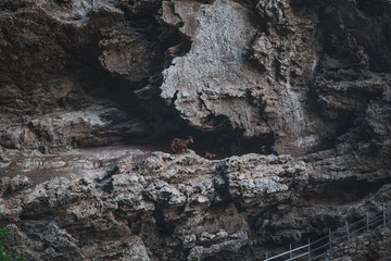 Mother Goat and Baby Goat on a rock Path of the Gods (Sentiero degli Dei) Trekking route from Agerola to Nocelle, Campania, Italy