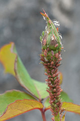 Rose bud infested with aphids, vertical shot