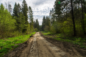 Fototapeta na wymiar leśna droga 