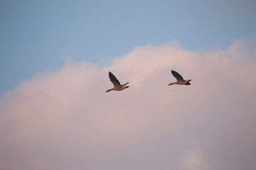 Flying swans in early morning light