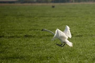 Fototapeten Swan landing on a field © Wietse