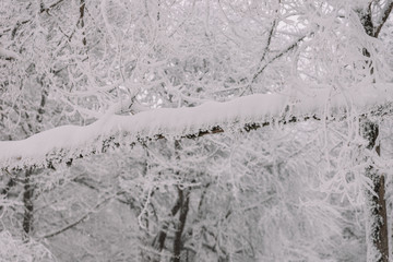 Frozen Forest In The Winter