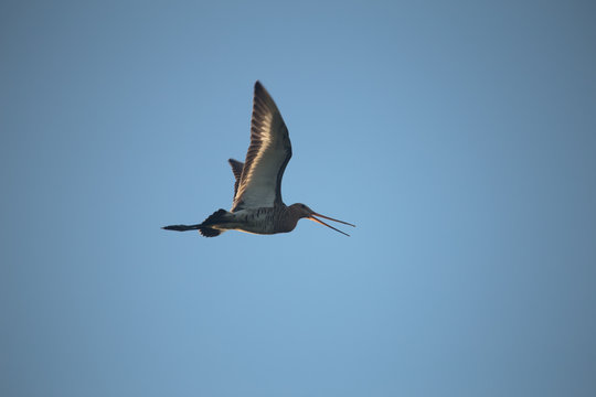 Grutto in vlucht, godwit in flilght