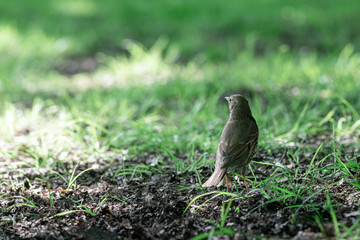 Naklejka na ściany i meble Female Blackbird is in the grass looking for food, Dutch wildlife photography, bird photo, Dutch nature