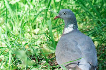 City pigeon walks through the park, Dutch wildlife photography, bird photo, Dutch nature