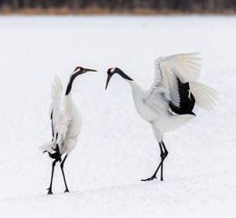 Two Japanese Cranes are dancing on the snow. Japan. Hokkaido. Tsurui.  