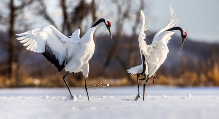 Two Japanese Cranes are dancing on the snow. Japan. Hokkaido. Tsurui.  