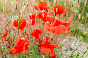 Mohn 1