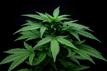 Naklejka na ściany i meble Cannabis leaves of a plant on dark background.