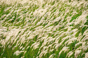 Field of beautiful white reeds