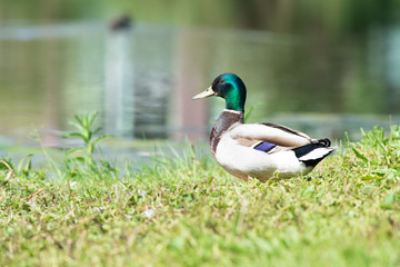 Male duck is enjoying the sun in the grass on the quay, Dutch wildlife photography, bird photo, Dutch nature, Anatidae