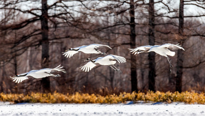 Group of Japanese cranes in flight. Japan. Hokkaido. Tsurui.