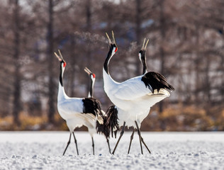 Fototapeta premium Group of Japanese cranes are walking together in the snow and scream mating sounds. Frost. There is steam from the beaks. Japan. Hokkaido. Tsurui.