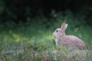 Blond wild rabbit sitting in the green grass, wildlife photo, Dutch wildlife photography, rabbit photo, Dutch nature