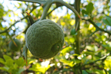 Trifoliate orange, Citrus trifoliata or Poncirus trifoliata. Green pubescent, downy fruit