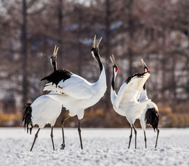 Fototapeta premium Group of Japanese cranes are walking together in the snow and scream mating sounds. Frost. There is steam from the beaks. Japan. Hokkaido. Tsurui.