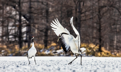 Japanese crane is standing in the snow and spread its wings. Japan. Hokkaido. Tsurui.