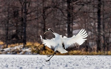 Japanese Crane is lending on the snow. Japan. Hokkaido. Tsurui.  