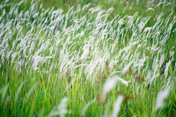 Field of beautiful white reeds