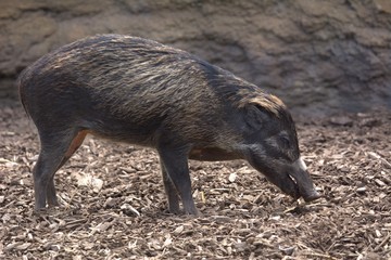 wild boar pig