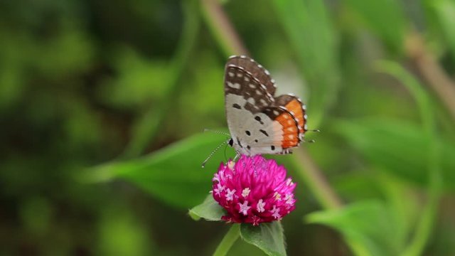 Close-up Of Butterfly Pollinating on a pink flower in garden, blurred green background, extreme close up with backlight.