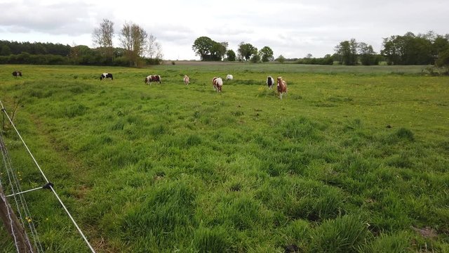 Beautiful view in Germany field with cute little horses