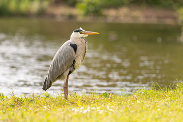 Heron by the water waiting for prey to eat, Dutch wildlife photography, bird photo, Dutch nature The herons are long-legged freshwater and coastal birds in the family Ardeidae