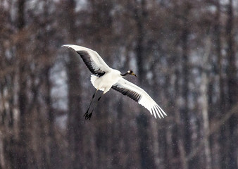 Japanese crane in flight. Japan. Hokkaido. Tsurui.