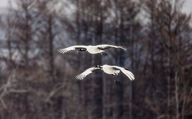 Two Japanese Cranes in flight. Japan. Hokkaido. Tsurui.  